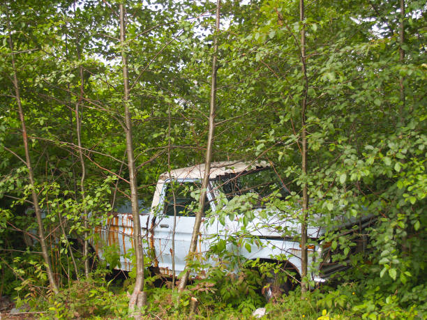 istock Old pick-up truck abandoned rusting away in forest. 1419773810
