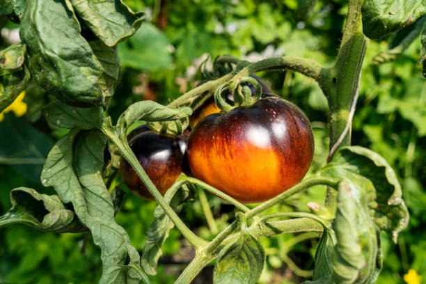 Heirloom Tomato - Orange Fleshed Purple Smudge