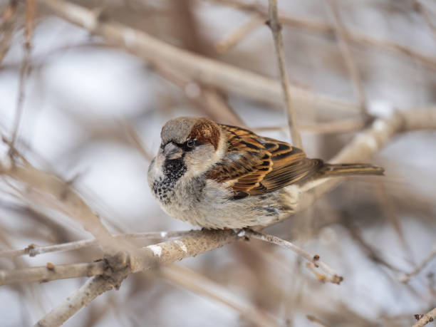 istock Sparrow sits on a branch without leaves. 1419779112