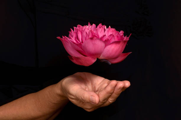 istock Hand holding pink lotus flower  on black background 1419781669