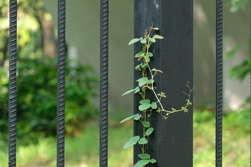 Jungle plant wall through the iron fence
