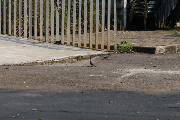 istock finches on the striped asphalt 1419782520