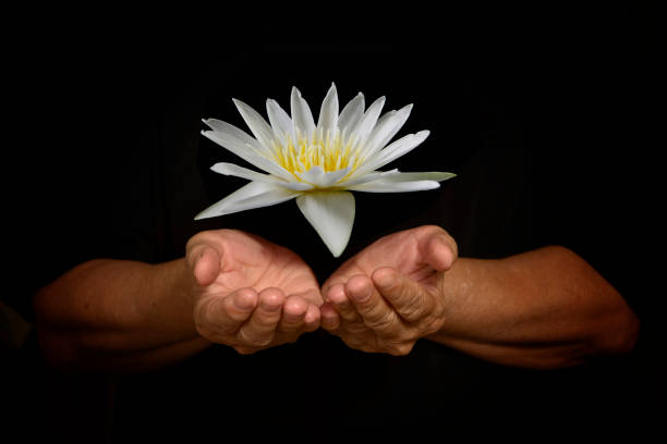 istock Hand holding white lotus flower  on black background 1419783692