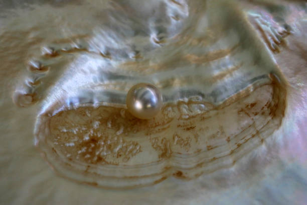pérola australiana do mar do sul dentro de uma ostra - pearl shell jewelry gem - fotografias e filmes do acervo