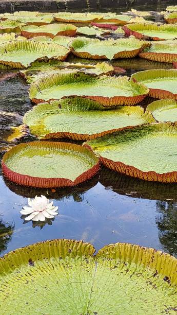 istock Water lily pond in Sir Seewoosagur Ramgoolam Botanic Garden 1419786775