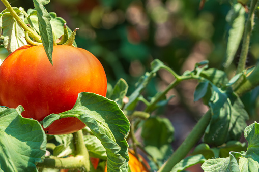 Close-up of a ripe organic tomato on a bush among the foliage. Fresh healthy tomatoes growing in garden