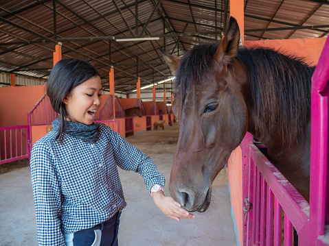 Young Asian girl touching brown horse head in the stable, A teenage girls petting a horse before riding training at the ranch