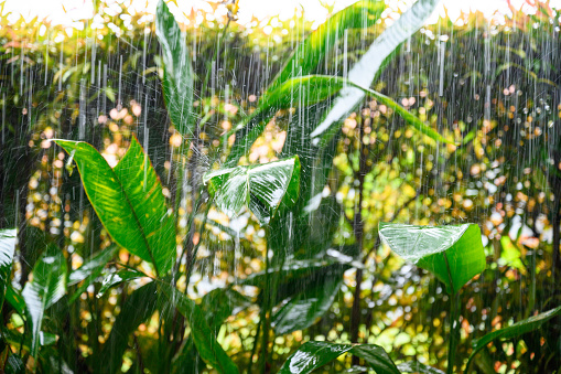 Monsoon rain over lush foliage
