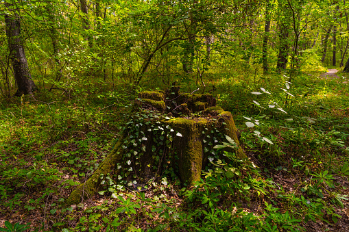 Moss covered tree stump in the forest