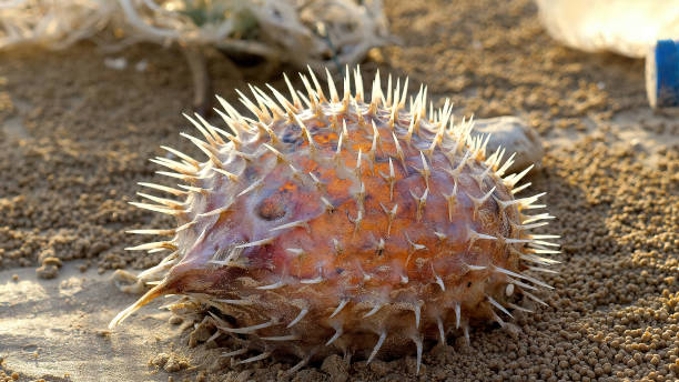 istock Dead fish pufferfish lies on sandy ocean beach, surrounded by various plastic trash. The concept of environmental pollution, dead animal and global warming. Earth wildlife, ecological catastrophe 1419790614