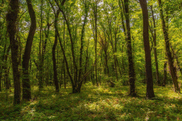 istock Sun beams through thick  trees branches in dense green forest 1419791802