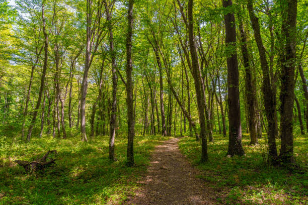 istock Path in the green dense sunny forest 1419791866