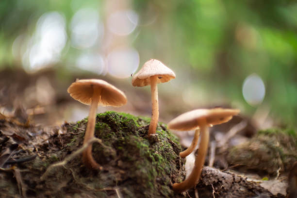 istock Small and wild mushrooms in the green forest 1419791952