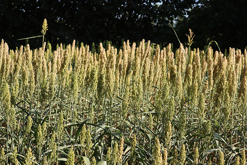 Unripe Sorghum field on a sunny day against dark background. Sorghum plants growing in the field