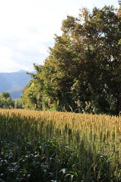 istock Unripe Sorghum field on a sunny day 1419793764