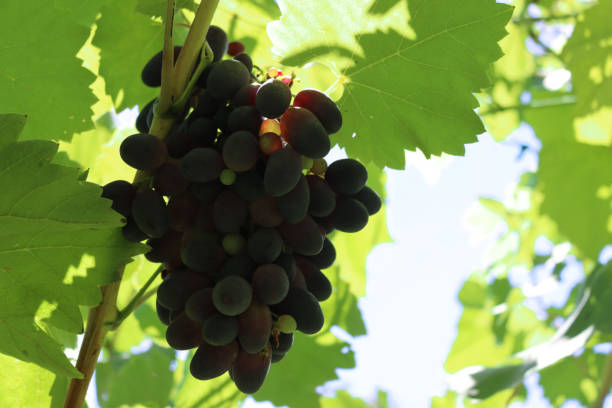 Black table grape plant with fruits in the vineyard on summer. Black grape against sunlight