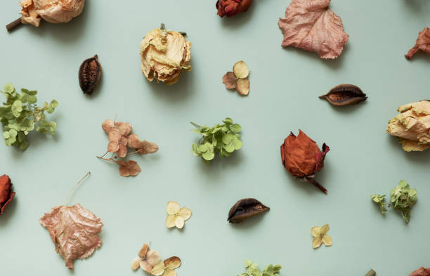 istock Autumn pattern with dry hydrangea flowers, rowan, roses on green colored background. Top view, flat lay 1419797593
