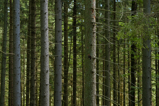 Close-up in the spruce forest