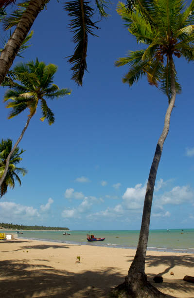 istock Brasilian beaches of Alagoas 1419803648