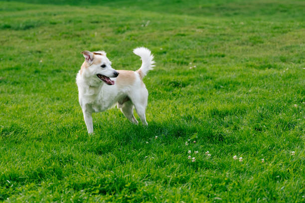Rescued Dog with Tripedalism in public park