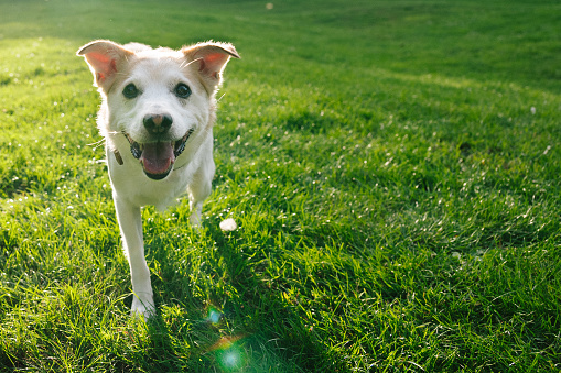 Rescued Dog with Tripedalism in public park