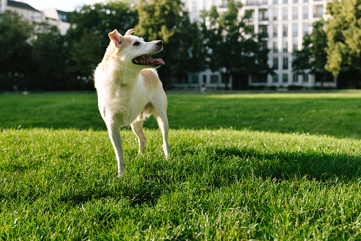 Rescued Dog with Tripedalism in public park