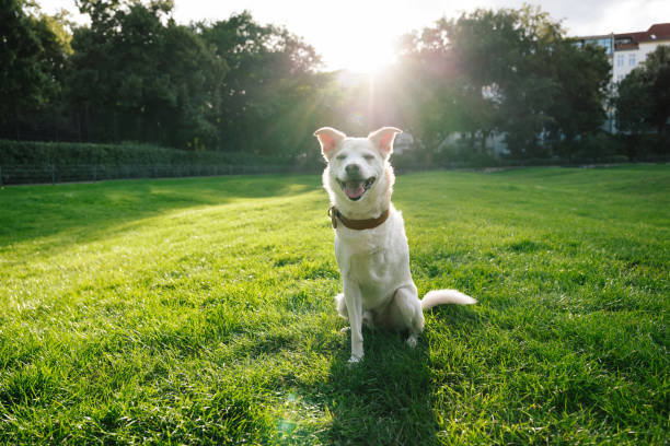 Rescued Dog with Tripedalism in public park