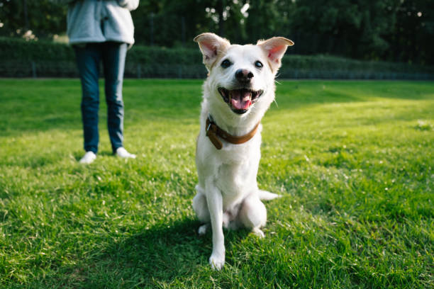 Rescued Dog with Tripedalism in public park