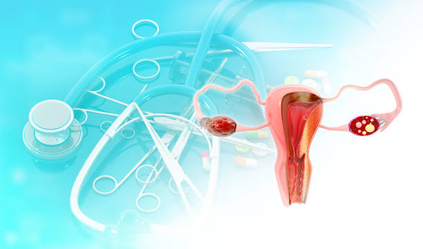 istock Female uterus anatomy 1419809667