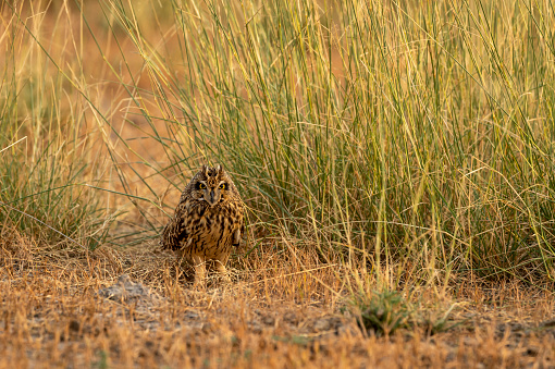 short eared owl or Asio flammeus bird on ground in grassland at forest reserve or national park of india asia
