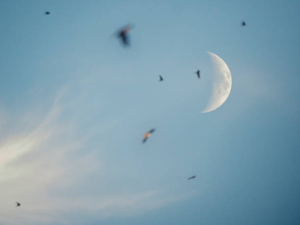 istock Moon in the evening sky with birds in the foreground 1419812523