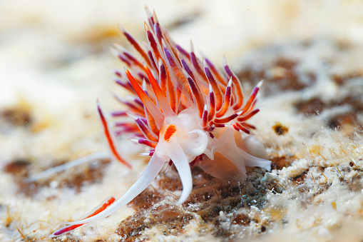 Sea life Nudibranch Underwater beauty Scuba diver point of view