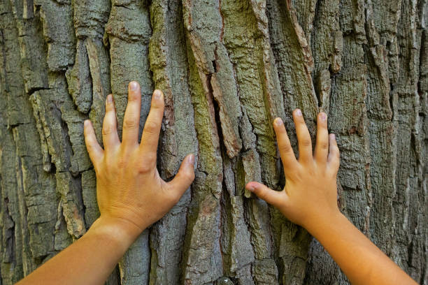 The hands of father and son touch the big tree Human and nature stock photo