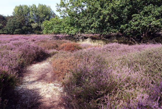 istock Heather in woodland Solleveld 1419814312