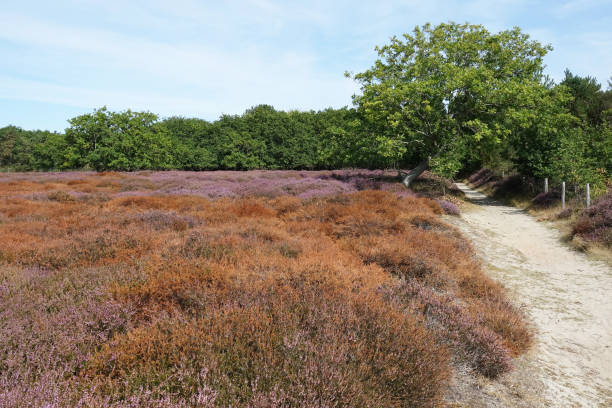 istock Dry season for Heather in Solleveld 1419814417