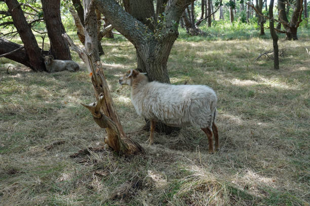 istock Sheep in woodland Solleveld 1419814436