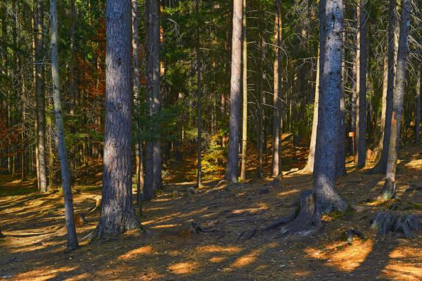 istock Thick forest on a mountain slope on a warm day. 1419815329