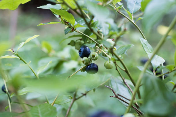 istock Cultivated blueberry plant. 1419815758