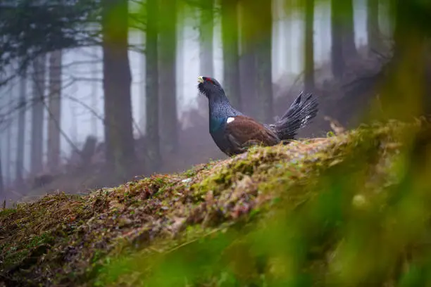 The western capercaillie - Tetrao urogallus, also known as the Eurasian capercaillie, wood grouse, heather cock is a heavy member of the grouse family and the largest of all extant grouse species