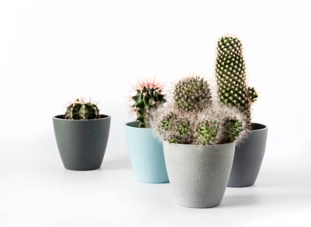 istock Potted cacti isolated on white background 1419823487