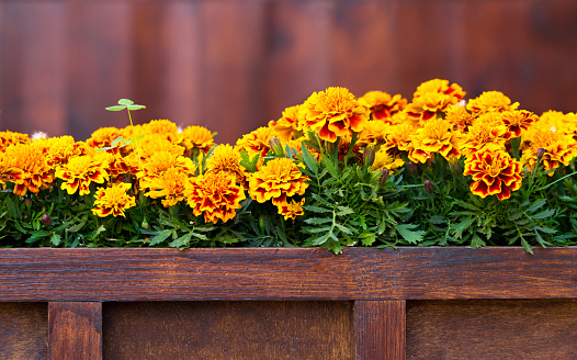 Close-up view of yellow-orange Tagetes flowers in the wooden pot