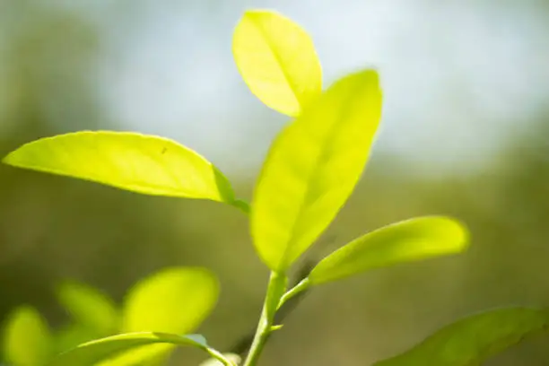 Photo of Variegated, and oval-shaped, fresh green lemon leaves offer an aromatic lemon