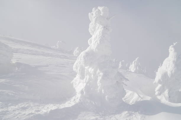 Bark of Zao in the midst of winter Mt. Jizo