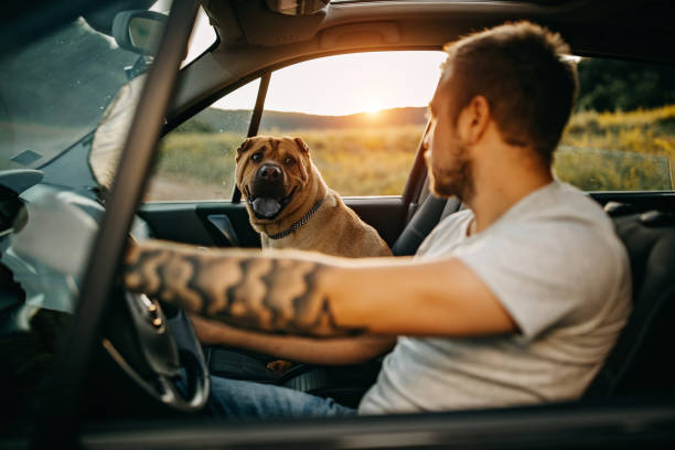 istock A dog as a passenger 1419829851