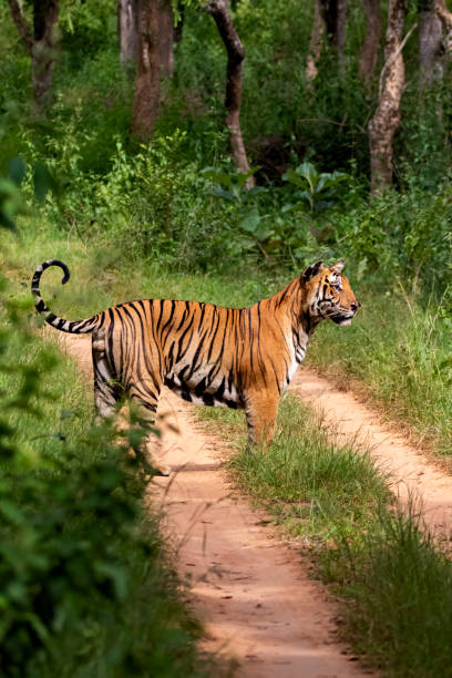 istock Tiger in the jeep track 1419830914