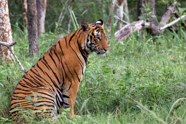 istock Tiger Profile - Subadult 1419830933