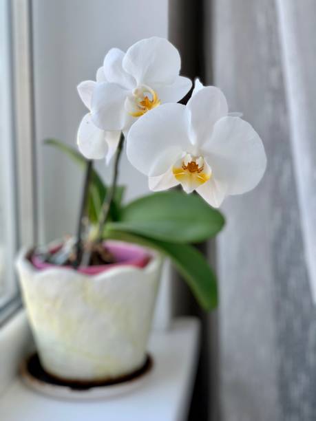 istock White orchids in a pot on the window. 1419832264
