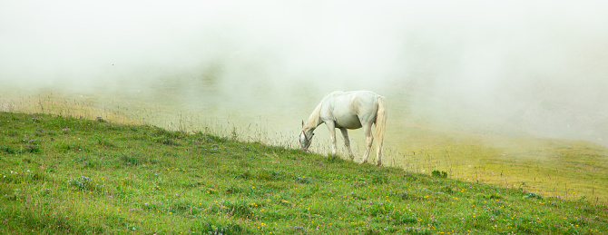 Herd of horses in northern Hungary