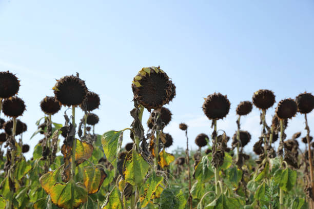 istock Sunflower harvest. Agriculture and Global Warming concept 1419832820