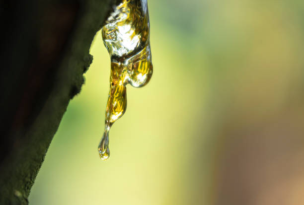 istock Frozen juice from a tree, on a blurred natural background 1419835684